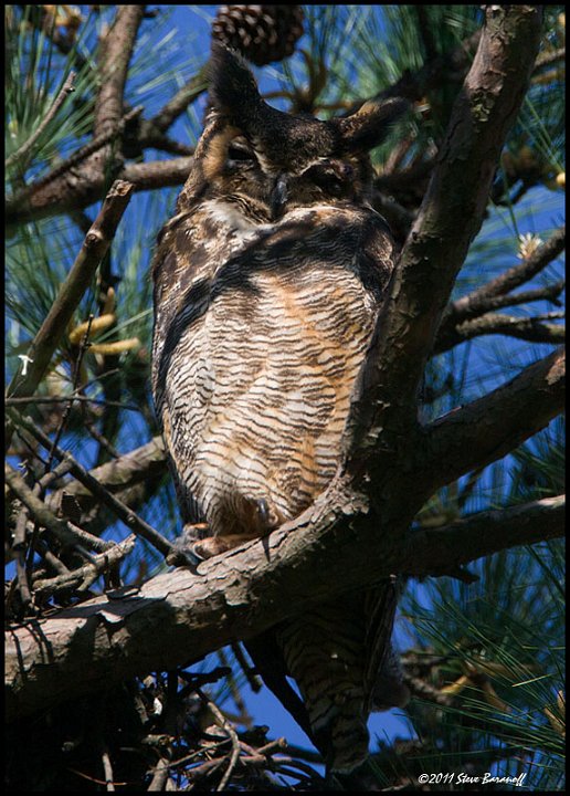 _1SB8860 great-horned owl.jpg